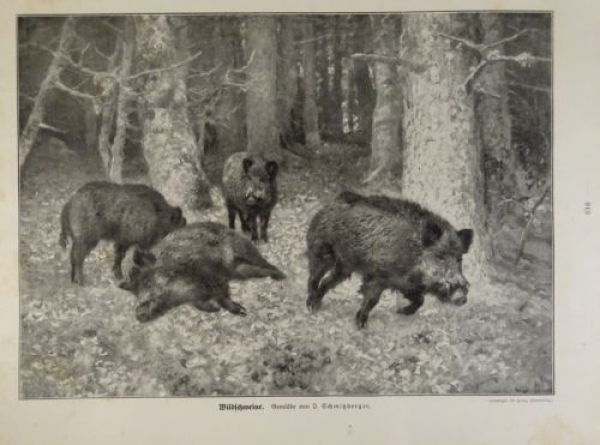 1917 - alter Druck - Wildschweine (Gemälde von J. Schmitzberger)